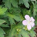 Geranium wlassovianum Fay Anna