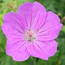 Geranium sanguineum Weston