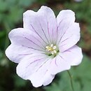 Geranium sanguineum Apfelblüte