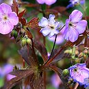 Geranium maculatum Elizabeth Ann