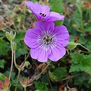 Geranium hort. Bloom Time