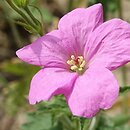 Geranium ×oxonianum Claridge Druce