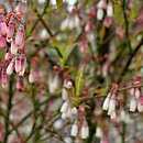 Vaccinium griffithianum (borówka Griffitha)