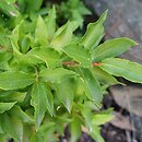 Vaccinium cylindraceum (borówka cylindryczna)