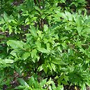 Vaccinium cylindraceum × arctostaphylos