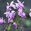 Primula pauciflora