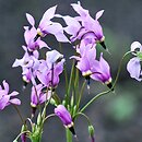 Dodecatheon (bożykwiat)