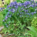 Triteleia laxa Queen Fabiola