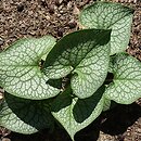 Brunnera macrophylla Jack of Diamonds