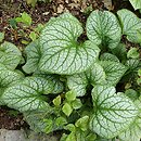 Brunnera macrophylla Jack's Gold