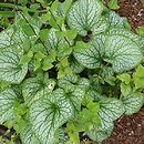 Brunnera macrophylla King's Ransom