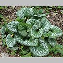 Brunnera macrophylla Sea Heart