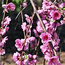 Persica vulgaris Pink Cascade