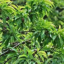 Persica vulgaris Pesco Noce Nano