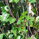 Betula pendula Fastigiata
