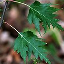 Betula pendula Crispa