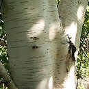 Betula utilis (brzoza pożyteczna)