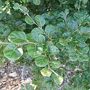Fagus sylvatica s.str. Cockleshell