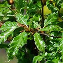 Fagus sylvatica s.str. Interrupta
