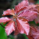 Fagus sylvatica s.str. Riversii