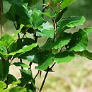 Fagus sylvatica s.str. Dawyck