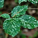 Fagus sylvatica s.str. Franken