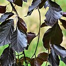 Fagus sylvatica s.str. Purple Fountain