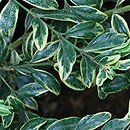 Buxus sempervirens Marginata