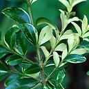 Buxus sempervirens Aureo-pendula