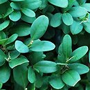 Buxus sempervirens Blauer Heinz