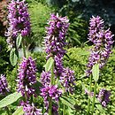 Betonica officinalis Hummelo