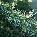 Cedrus atlantica (cedr atlaski)
