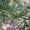 Cedrus libani (cedr libański)