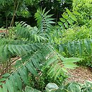 Meliaceae
