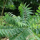 Toona sinensis (cedrówka chińska)