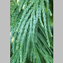 Calocedrus decurrens (cedrzyniec kalifornijski)