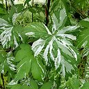 Humulus scandens Variegatus