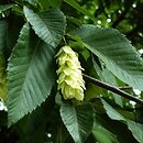 Ostrya carpinifolia (chmielograb europejski)