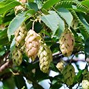 Ostrya virginiana (chmielograb wirginijski)