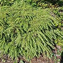 Tsuga canadensis Ufo