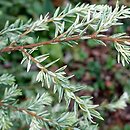 Tsuga canadensis White Cloud