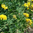 Coronilla cappadocica