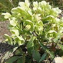 Helleborus lividus nssp. sternii Wilgenbroek Selection