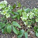 Helleborus lividus nssp. sternii (ciemiernik Sterna)