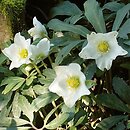 Helleborus (ciemiernik)