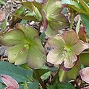 Helleborus ×glandorfensis Coseh 5100