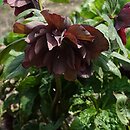 Helleborus ×hybridus Pretty Ellen Red