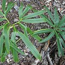 Helleborus multifidus (ciemiernik wielodzielny)
