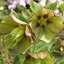 Helleborus orientalis Prince Picotee
