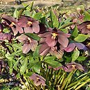 Helleborus Red Ws
